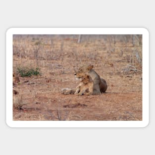 Lioness and Lion Cub Snuggle Together Sticker